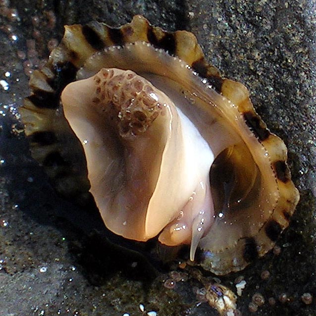 Patella vulgata (Fotó: Wikipedia)