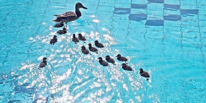 Kacsák a Lukács Fürdőben