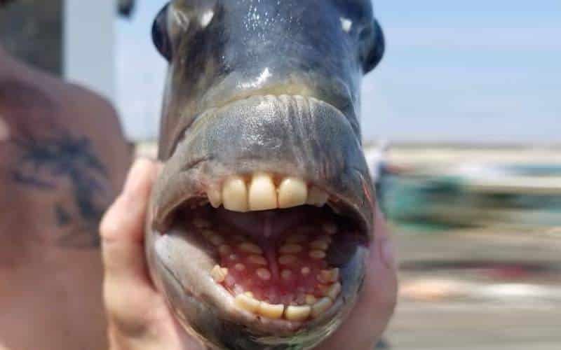 Birkafejű hal fogai