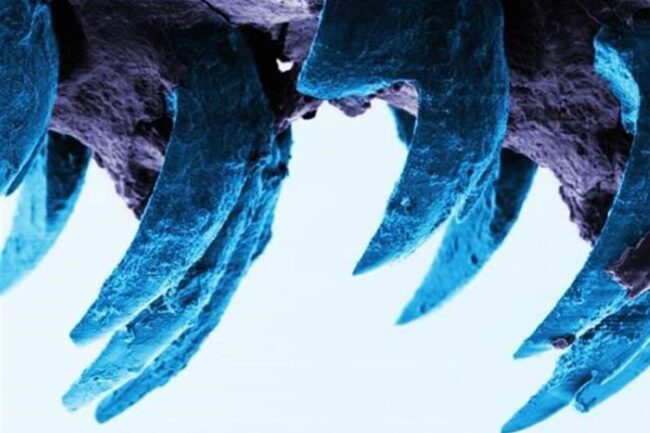 A világ legerősebb foga