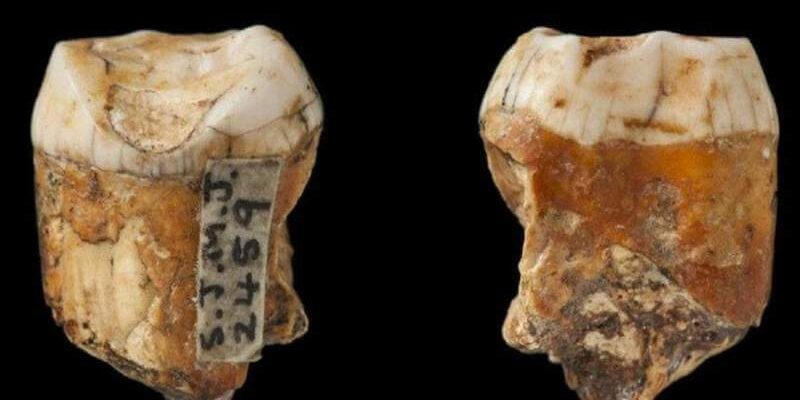 Neandervölgyi ősemberfogak