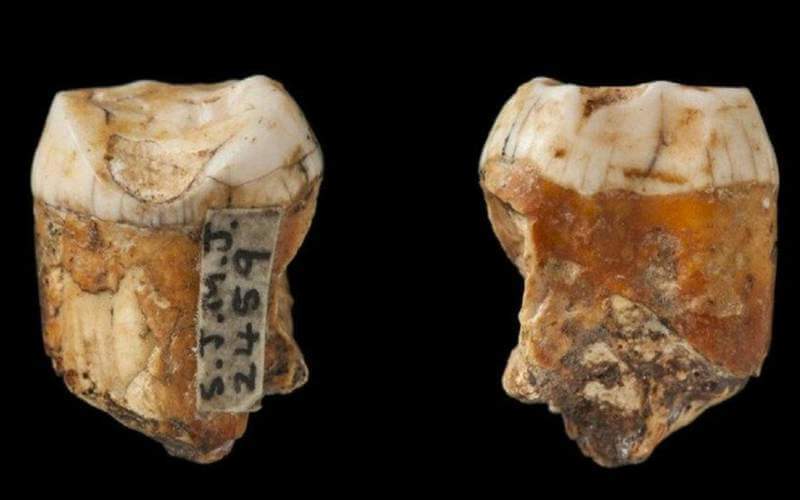 Neandervölgyi ősemberfogak