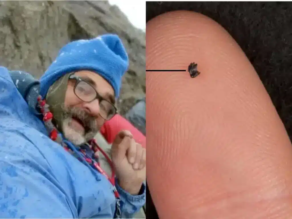 A jégegér (Sikuomys mikros) fogai olyan kicsik, hogy a terepen nem könnyű megtalálni őket. (Foto: Eberle et al)