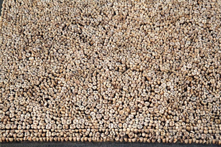 Yoan Capote: Stressz (in memoriam)